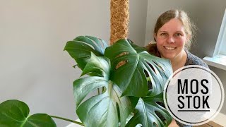 🌱🌿☘️ Zo doe je dat Je Monstera opbinden met behulp van een Mosstok 🌱🌿☘️ [upl. by Lund]