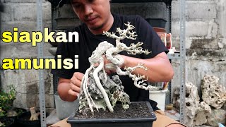 Siapkan Pohon Untuk Kontes Bonsai PAMNAS Badung [upl. by Aicertal]