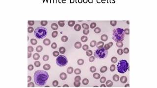 IGCSE 27 Blood Ms Cooper [upl. by Erde]