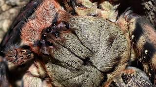 My Heteropoda lunula has shed again Video plus pics [upl. by Nylhtac]