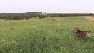 3 Kansas coyotes put Spot in my lap [upl. by Ahsiatal]