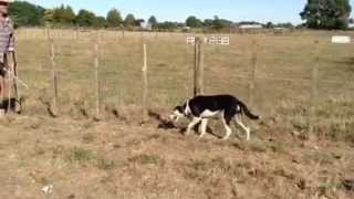 Sheepdog Training Methods with Maurie Hone [upl. by Eadrahs]