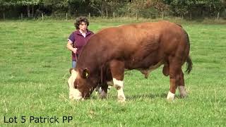 Simmental Bulls 2024 [upl. by Duvall677]