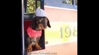 Crusoe Dachshund the Train Conductor  Workin on the Roalroad [upl. by Graehme]