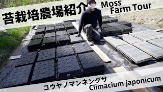 コウヤノマンネングサの栽培農場紹介Climacium japonicum [upl. by Akienahs]