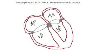 Descomplicando o ECG  Aula 3  Sistema de condução cardiaca [upl. by Bellaude704]