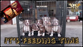 Feeding American Bully Puppies [upl. by Keisling225]