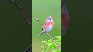 Beautiful Linnet 🍃 linnet birds birdwatching birding birdphotography wildlife nature nikon [upl. by Gnik3]