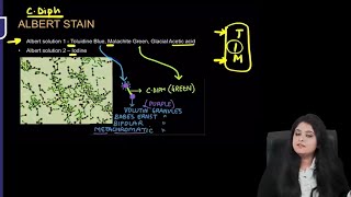 Microbiology RR  Part1  Dr Preeti Maam  FMGE NEETPG [upl. by Drageruaeb647]