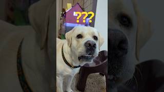 Jaha jaoge waha sath main bhi jaunga… dog lablove labrador dogoftheday trending [upl. by Picardi]