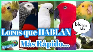 LOROS QUE HABLAN  5 Especies de Loros Que Aprenden hablar mas Rápido ESCUCHALOS [upl. by Orlanta]