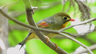 ソウシチョウ ② 4K  Red billed Leiothrix [upl. by Rizzo362]