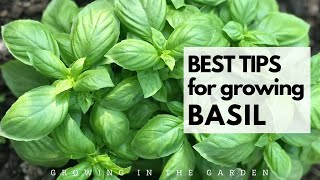 Grow an ENDLESS SUPPLY of BASIL with these TIPS [upl. by Donnenfeld]