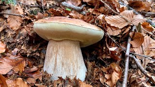 Funghi porcini fra rocce e canaloni Alpini 🌲🦅 [upl. by Pattani]