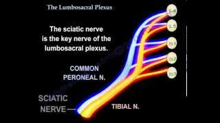 Lumbosacral Plexus  Everything You Need To Know  Dr Nabil Ebraheim [upl. by Yankee96]