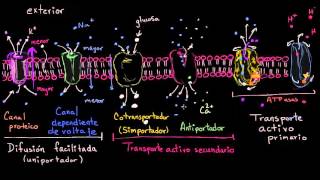 Uniportadores simportadores y antiportadores  Biología  Khan Academy en Español [upl. by Eycal]