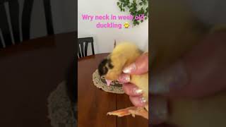 Treating our wry neck duckling wryneck babyduck ducks babyduckling [upl. by Enetsirk]