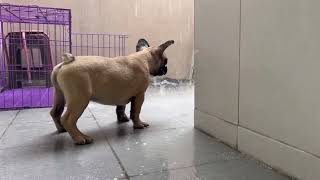 French Bulldog Loves To Playing In The Rain [upl. by Ilera]