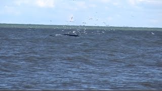 Outer Banks Whale Watching in Corolla NC [upl. by Geldens]