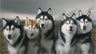 EL LENGUAJE UNICO DE LOS PERROS HUSKYS SIBERIANOS [upl. by Hadrian]