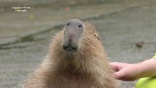 How To Pet a Capybara and Make Him Absolutely Blissful [upl. by Manchester]