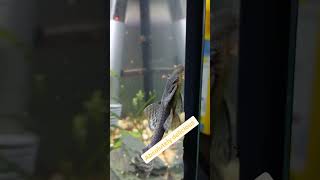 Bristlenose loves to eat algae🐟😂 shorts funny fish pleco bristlenosepleco aquarium viral [upl. by Katharine]