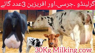 Girlendo cow for sale in Pakistan ll Girlendo cow farm in Pakistan ll jersey cow for sale [upl. by Ransome494]