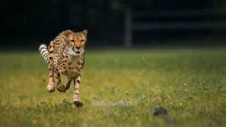 AMAZING cheetah in HD slow motion [upl. by Ynottirb]