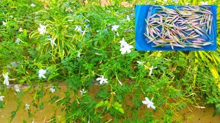 നമ്മുടെ വീട്ടിലെ പിച്ചി മൊട്ടുകൾ spanish jasmine  day in my life  daily life vlogs almiz kitchen [upl. by Okeim]