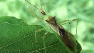 Assassin Bug Reduviidae Zelus luridus Closeup [upl. by Siravaj]