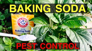 SUPER PEST CONTROL For YOUR GARDEN [upl. by Nedry]