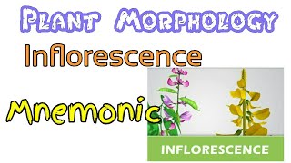 Inflorescence  Mnemonic [upl. by Eimaj]