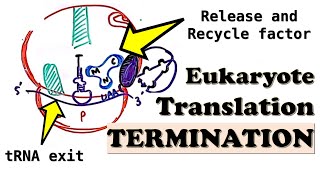 Eukaryotic Translation TERMINATION  Translation Termination Complex and Ribosome release factors [upl. by Etteuqal127]