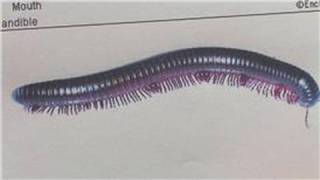 Animal Care amp Information  How Many Legs Does a Millipede Have [upl. by Adnohsak473]