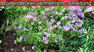 Bodendecker selbst vermehren – Bodendecker durch teilen selber ziehen amp pflanzen – Polsterphlox [upl. by Jairia896]