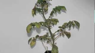 Potato late blight infecting potato [upl. by Minsk]