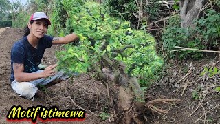 Tanaman pagar ini calon juara pesaing bonsai waru Bermotif mudah hidup [upl. by Kassab]