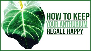 ANTHURIUM Regale Care Guide [upl. by Garap35]