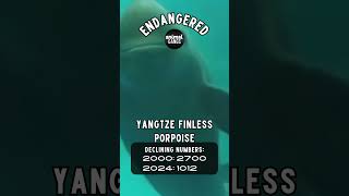 Endangered Animal Gangs Yangtze Finless Porpoise AnimalGangs EndangeredAnimals porpoise [upl. by Sucirdor]