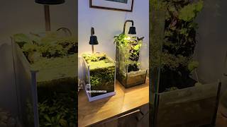 Aquarium vs Paludarium  Which one are you picking aquarium fish paludarium plants aquatics [upl. by Negeam]