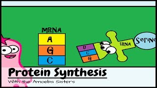 OLD VIDEO Protein Synthesis and the Lean Mean Ribosome Machines [upl. by Feenah]