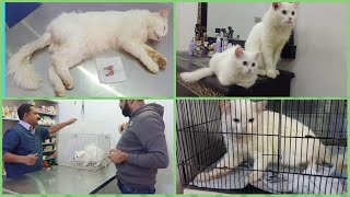 Why you should neuter a cat and when  neutered male cat benefits and risks of neuter a persian cat [upl. by Westley]