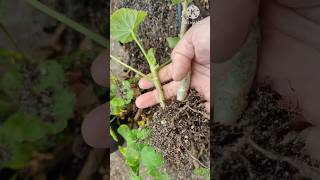 Geranium Plant  From cutting to flowering in one minute in Nepali  shorts [upl. by Eilac]