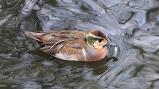 Baikal Teal♂ [upl. by Adhern]