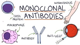 How do monoclonal antibodies work Rituximab infliximab adalimumab and others [upl. by Field]