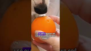 MaoMao le Golden Retriever qui Cueille des Oranges  Une Histoire Touchante goldenretriever [upl. by Negem]