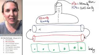 Gas exchange 2 Partial pressures O2 amp CO2 [upl. by Yemaj702]