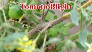 Rescuing Tomatoes From Late Blight [upl. by Eima]