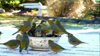 A Bowl Full Of SilverEyes part 2 [upl. by Aspasia]