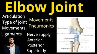 Elbow joint  Type  Ligaments  Articulation  Nerve supply  Movements  Anterior  Posterior [upl. by Manlove]